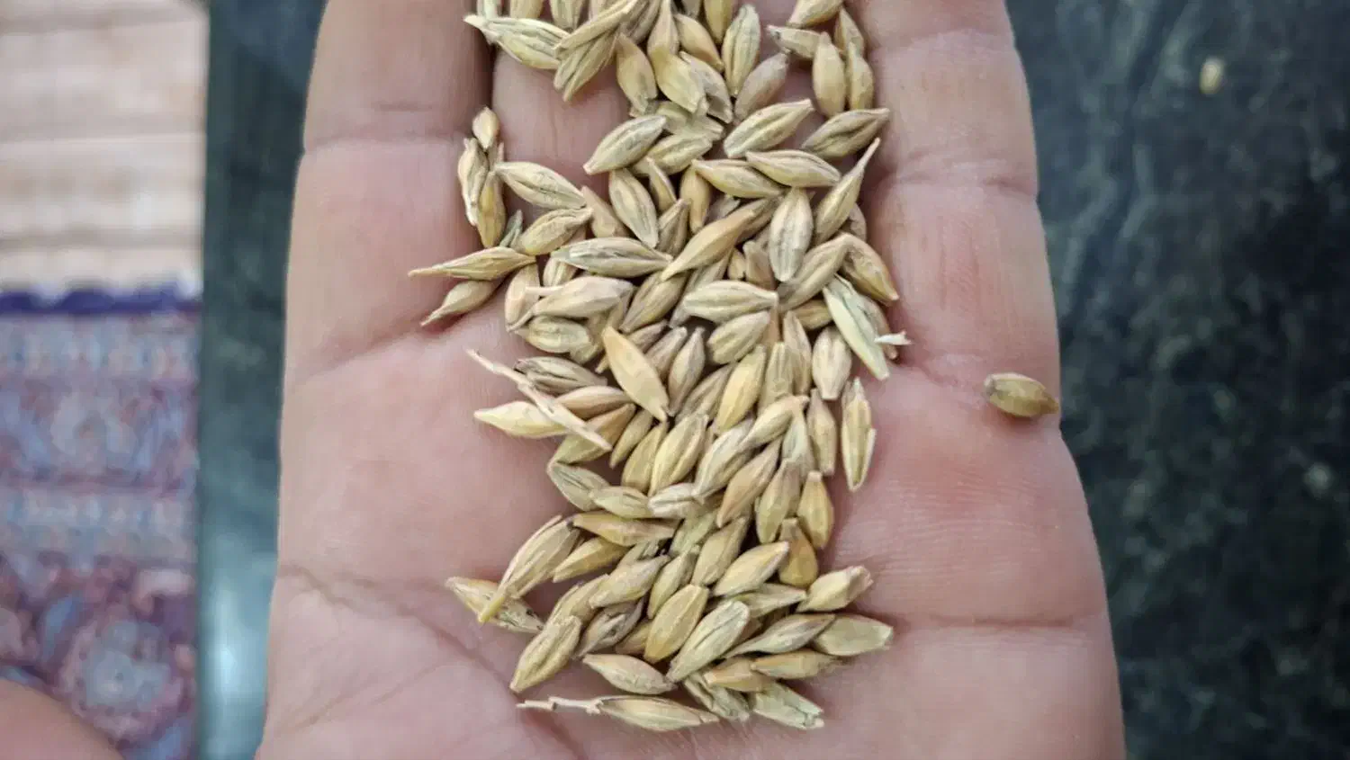 جو کاه نان خشک|لوازم جانبی حیوانات|نگین شهر, |دیوار