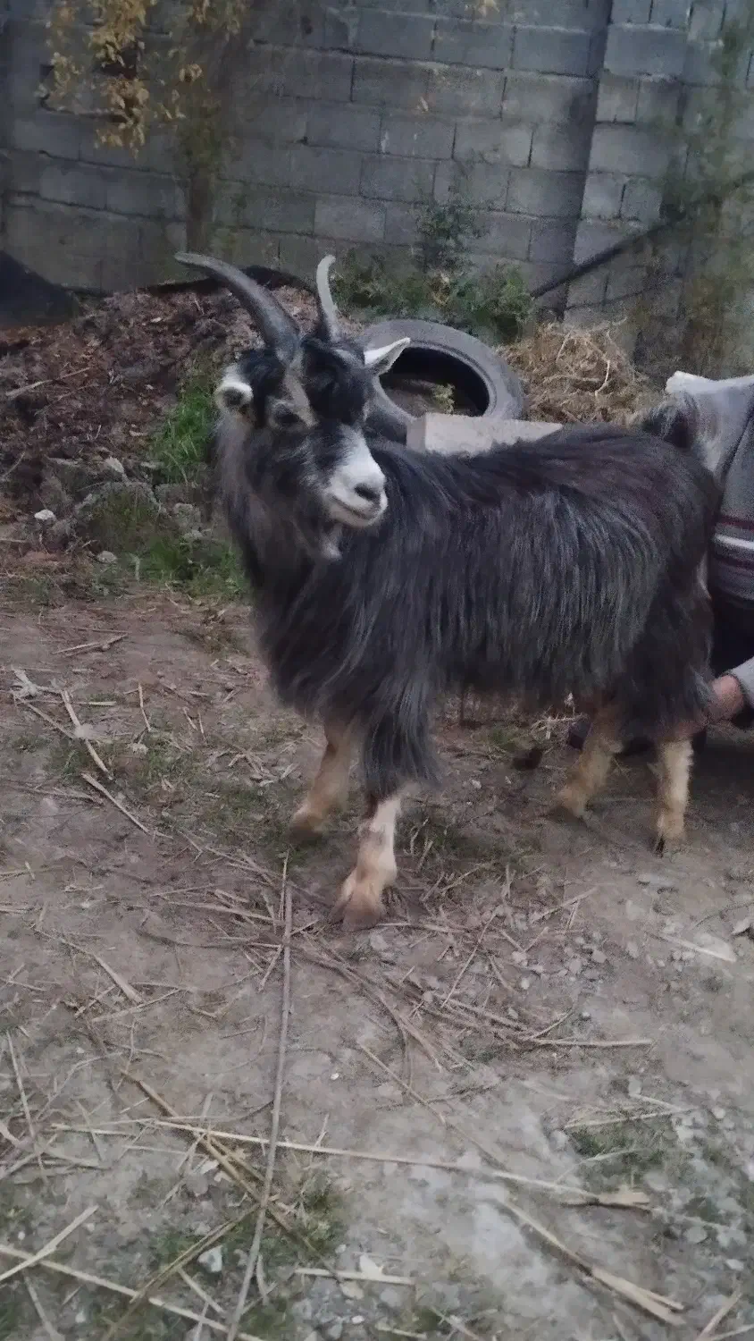 بز ۱۰ماهه ...چاق|حیوانات مزرعه|تنکابن, |دیوار