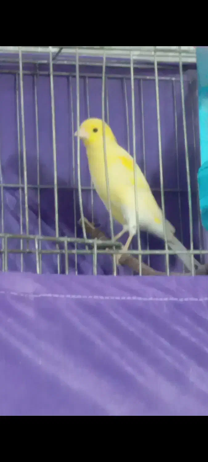 قناری لیمویی|پرنده|قرچک, میرزائی شمالی|دیوار