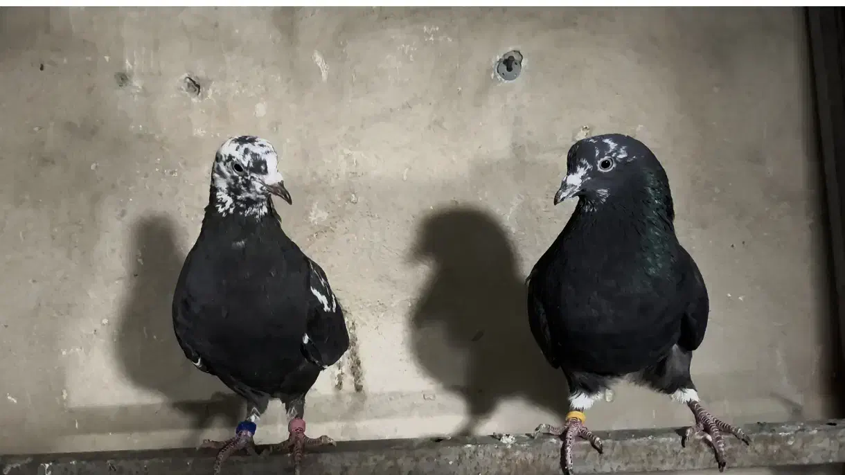 کبوتر پرشی|پرنده|تهران, جوادیه|دیوار