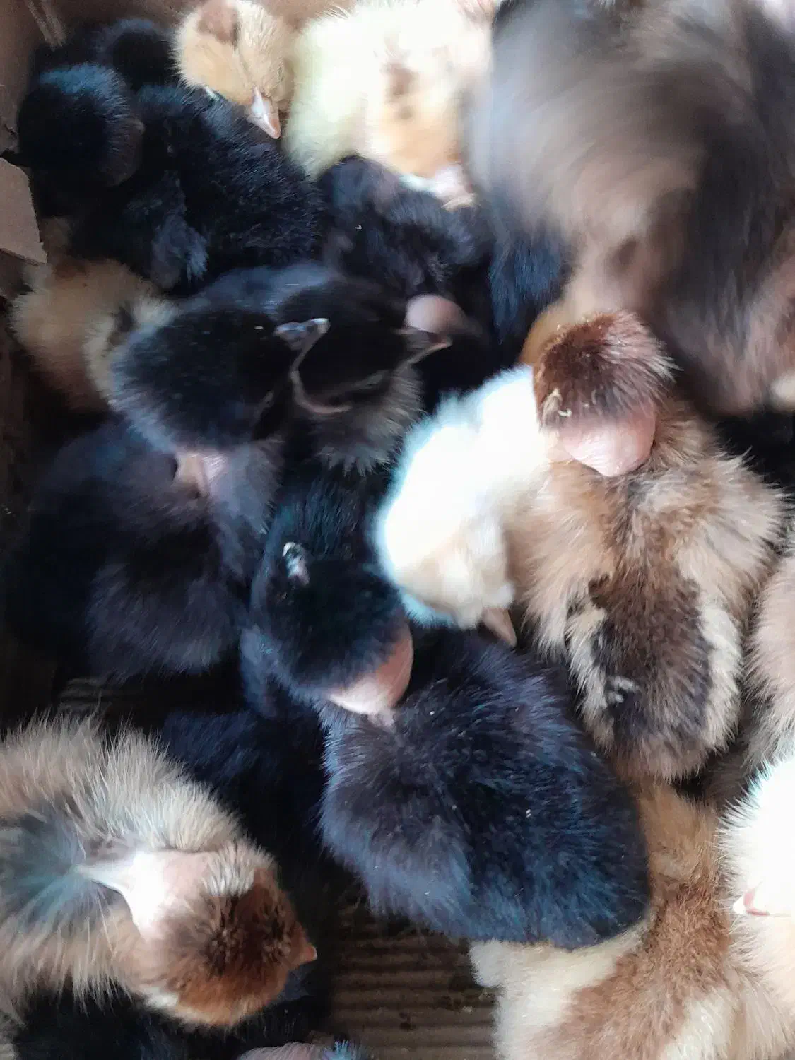 جوجه دوروزه گردن لخت وساده|حیوانات مزرعه|دهدشت, |دیوار