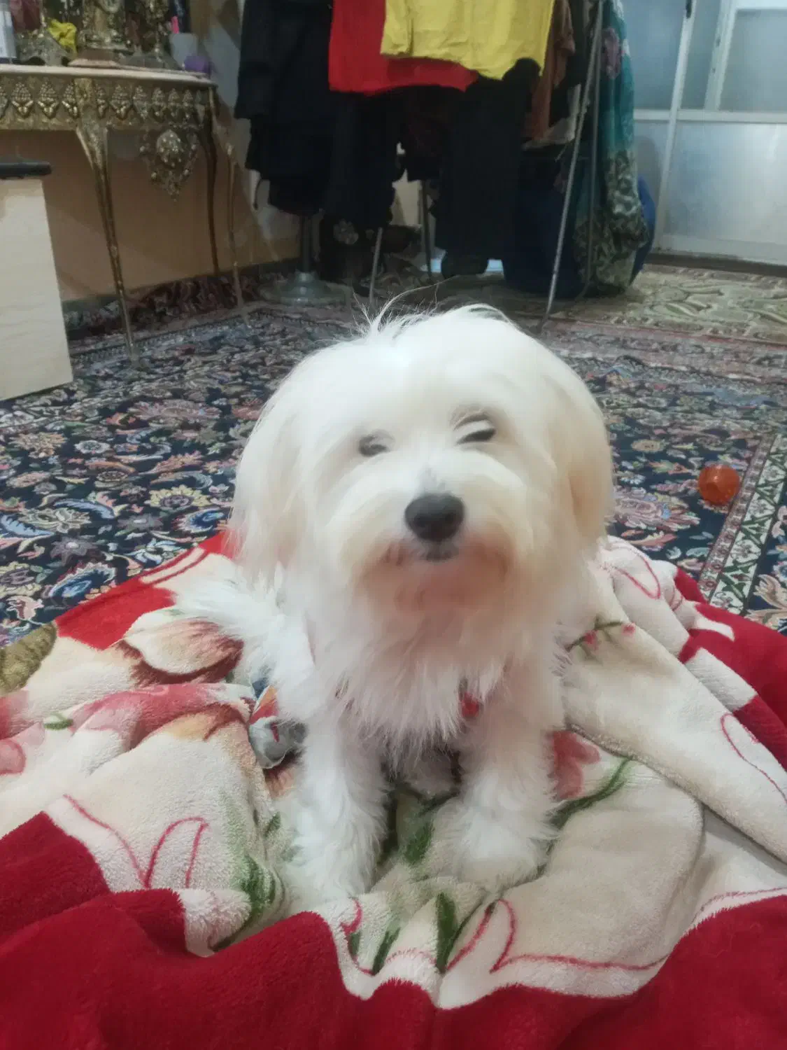 برا اصلاعات بیشتر تماس بگیرین|سگ|رشت, کوی قدس|دیوار