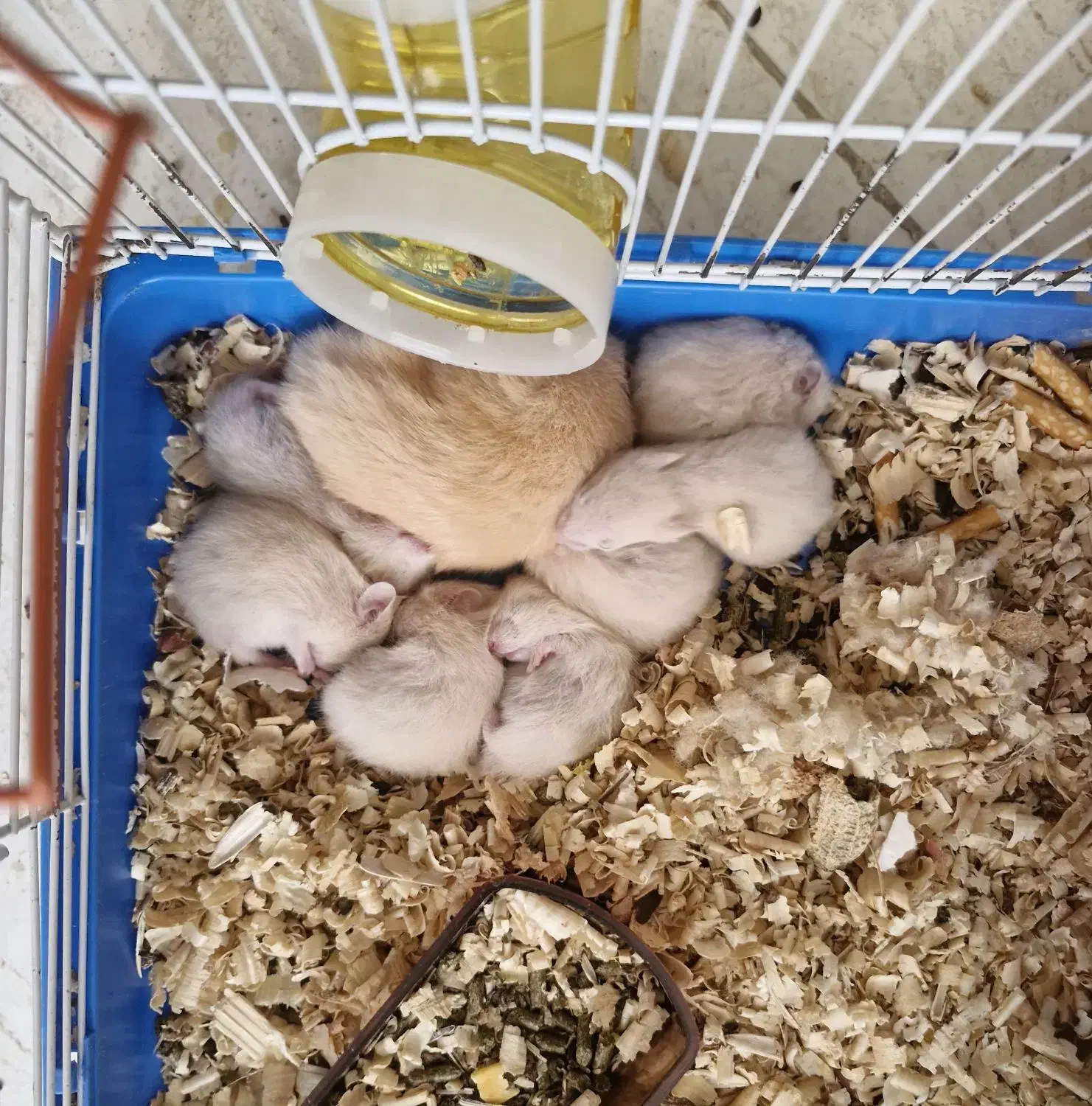 موش|موش و خرگوش|کرمان, |دیوار