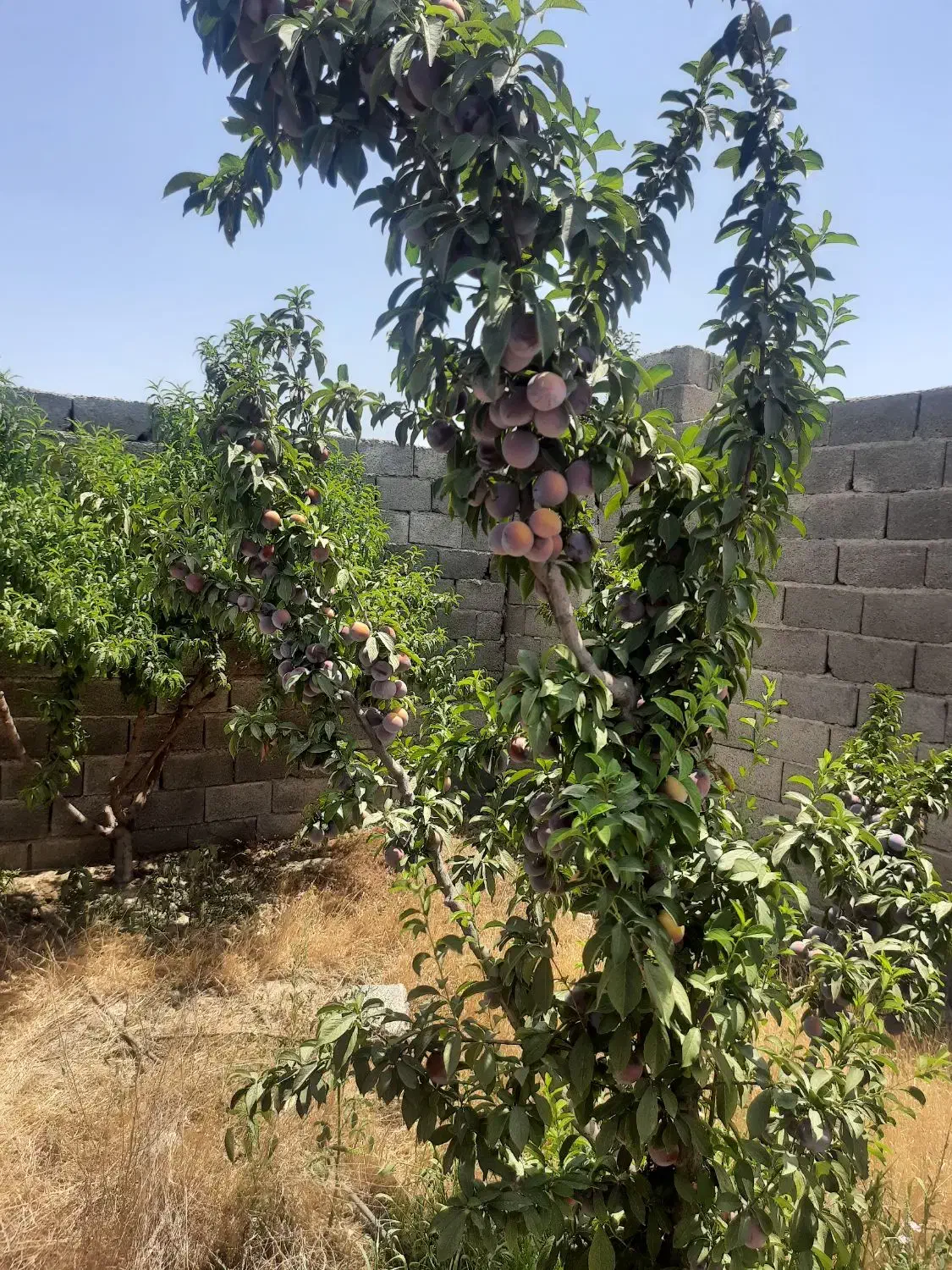 باغچه ۵۰۰ متری|فروش زمین و ملک کلنگی|هشتگرد, تهران دشت|دیوار