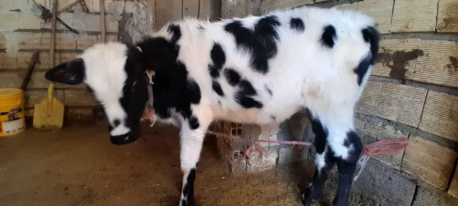 یک عدد گاو شیری با گوساله نر|حیوانات مزرعه|خواجه, |دیوار