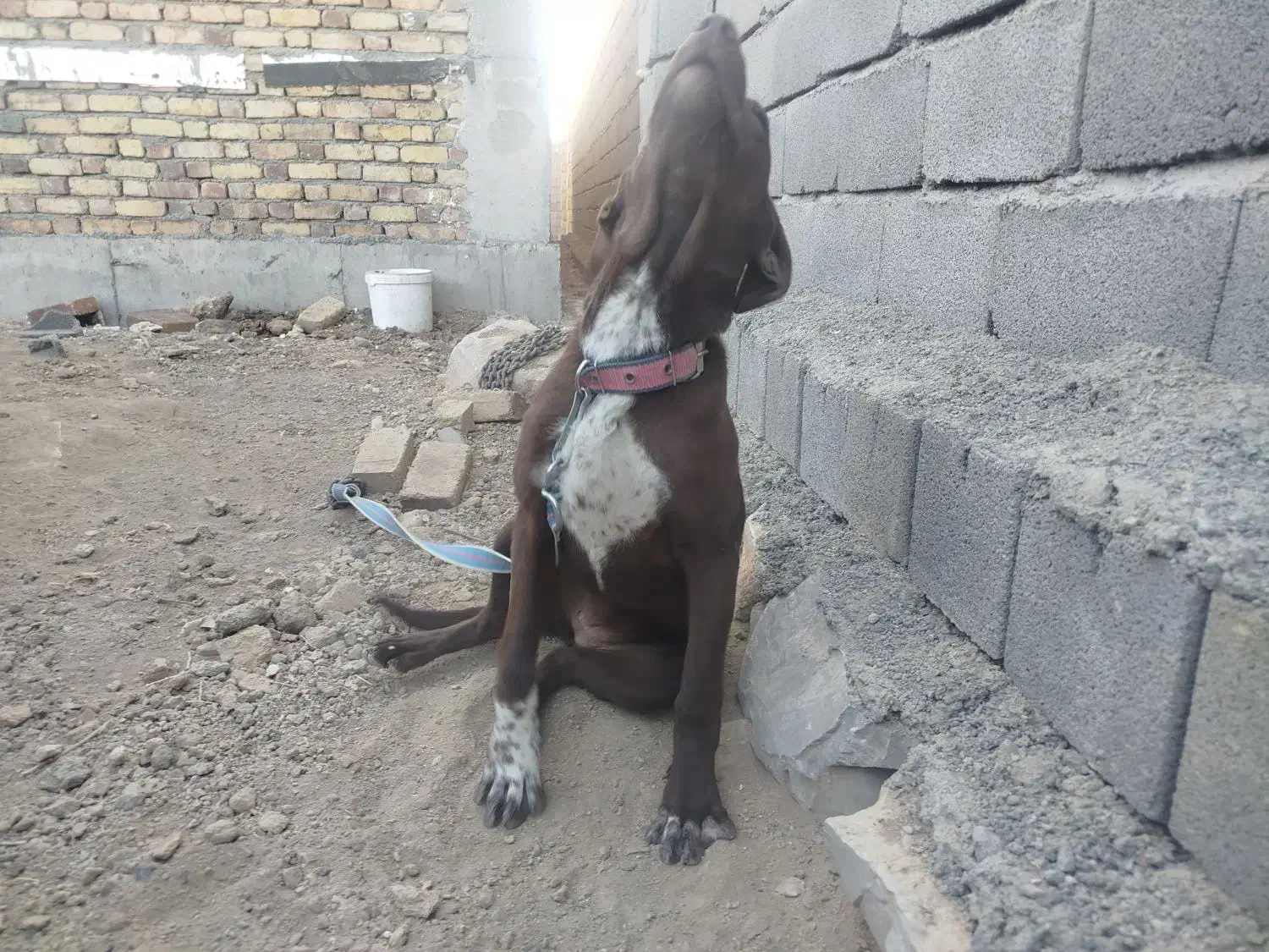 سگ  نر وماده نژاد ترکیبی پوینتر و دوبرمن|سگ|کرمانشاه, |دیوار