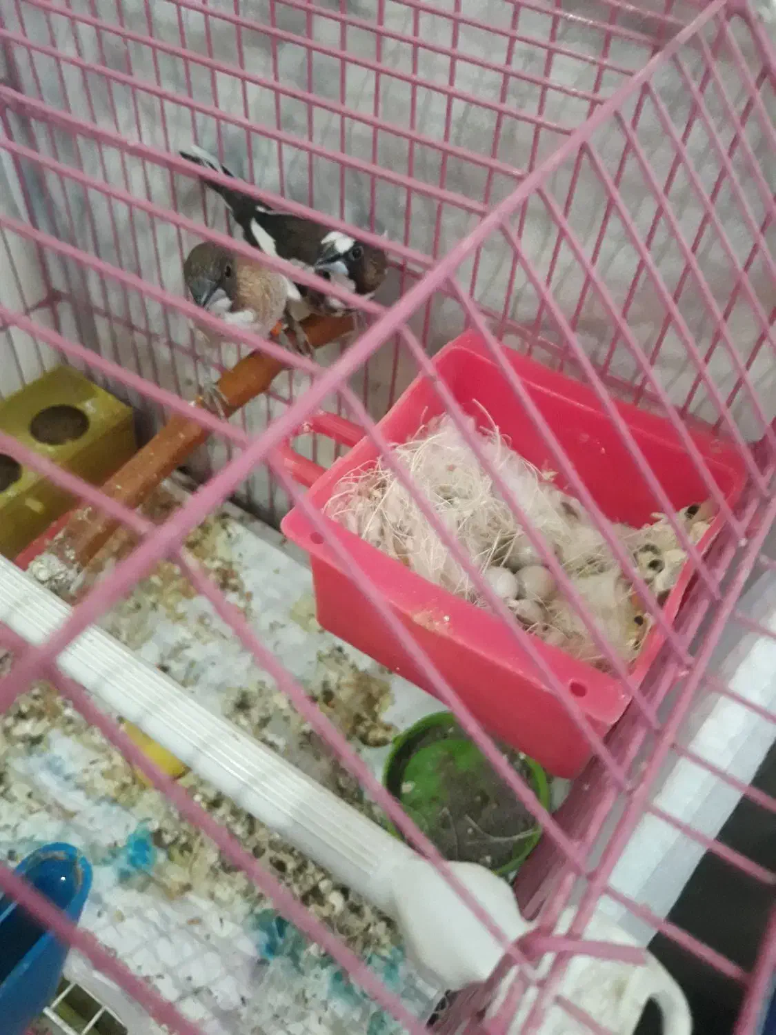 فنچ بنگالی|پرنده|تبریز, |دیوار