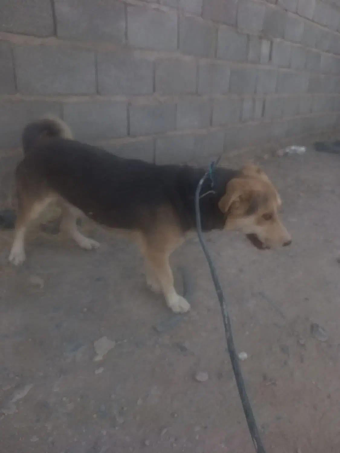 سگ خارجی پا کوتاه|سگ|ماهان, |دیوار