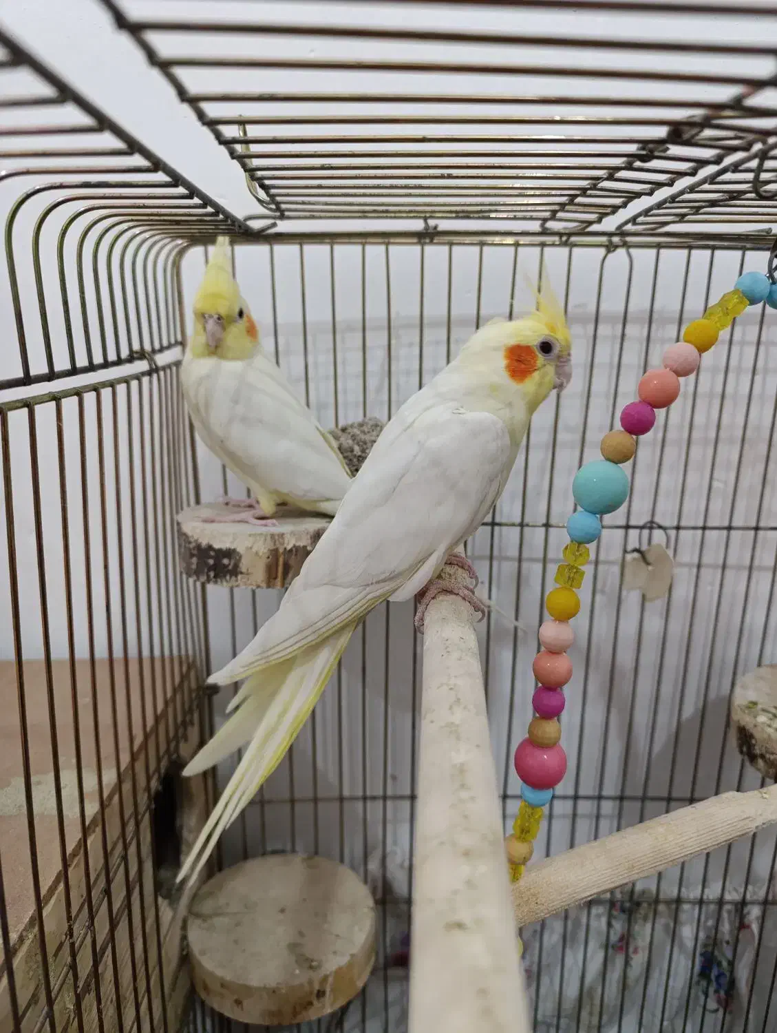 جفت عروس هلندی فوق مولد|پرنده|اندیمشک, |دیوار