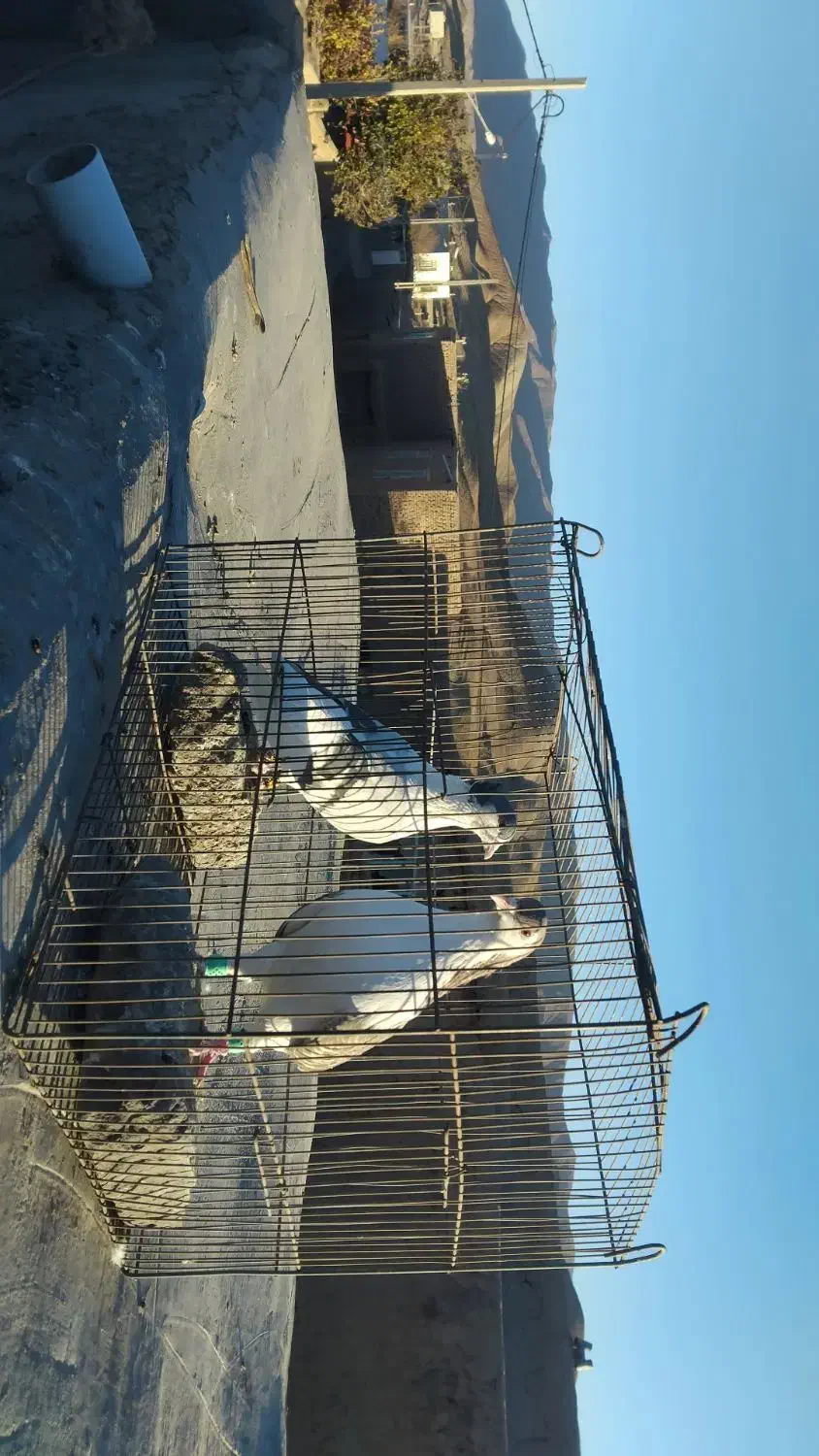 گفتر|پرنده|جلگه رخ, |دیوار