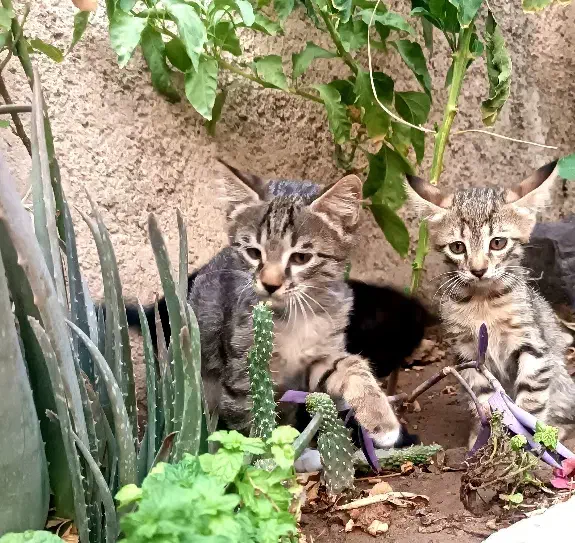 دو عدد بچه گربه  واگذار میشه|گربه|پاکدشت, پاکدشت (مامازند)|دیوار