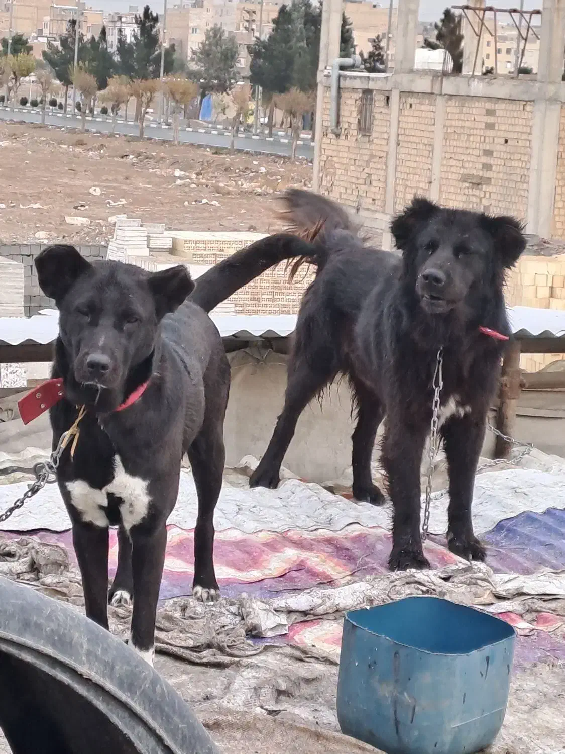 واگذاری توله سرابی نسل دار|سگ|بهارستان, |دیوار