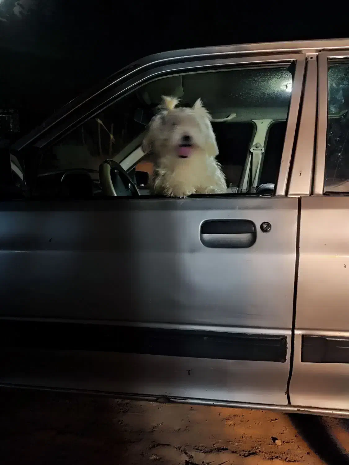 سگ شیتزو|سگ|شیروان (خراسان), |دیوار