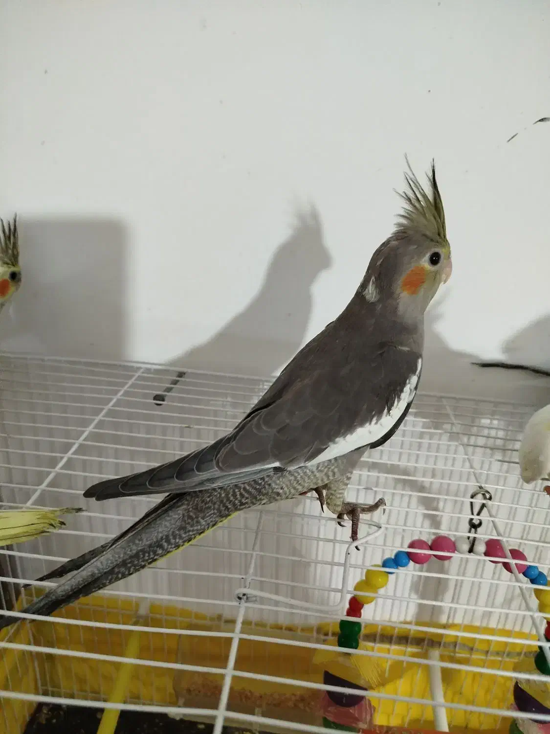 عروس هلندی|پرنده|زاوه, |دیوار