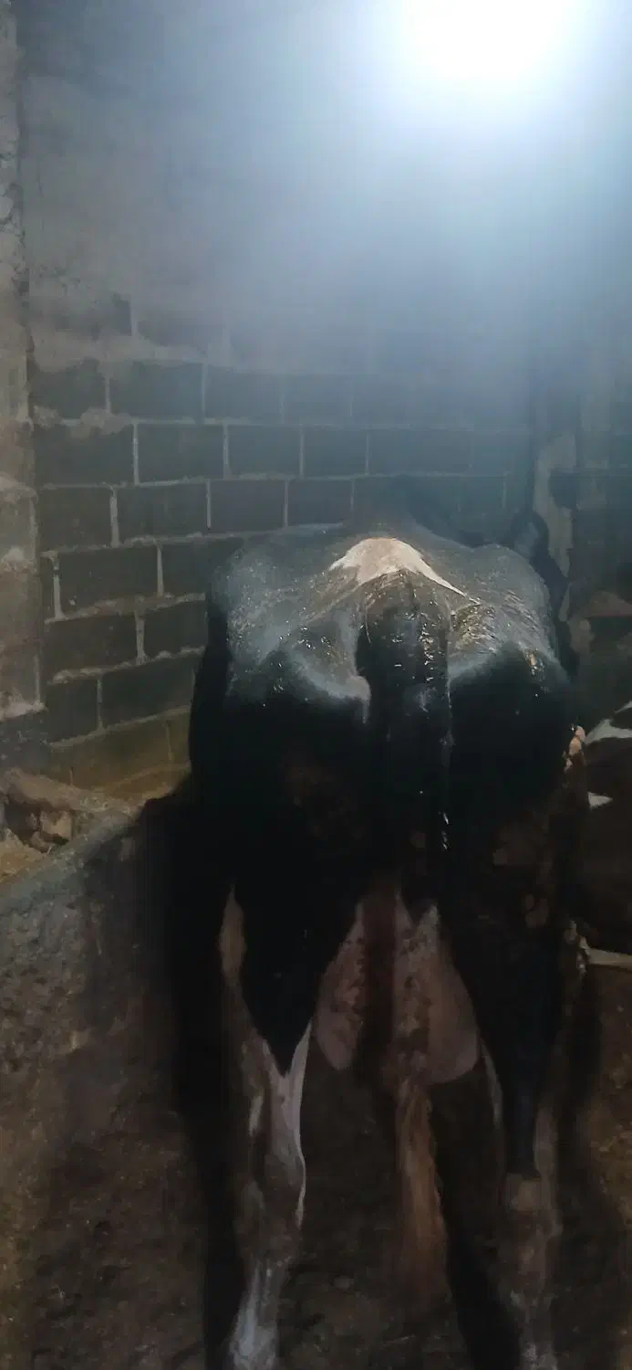 گاو گوساله|حیوانات مزرعه|تاکستان, |دیوار