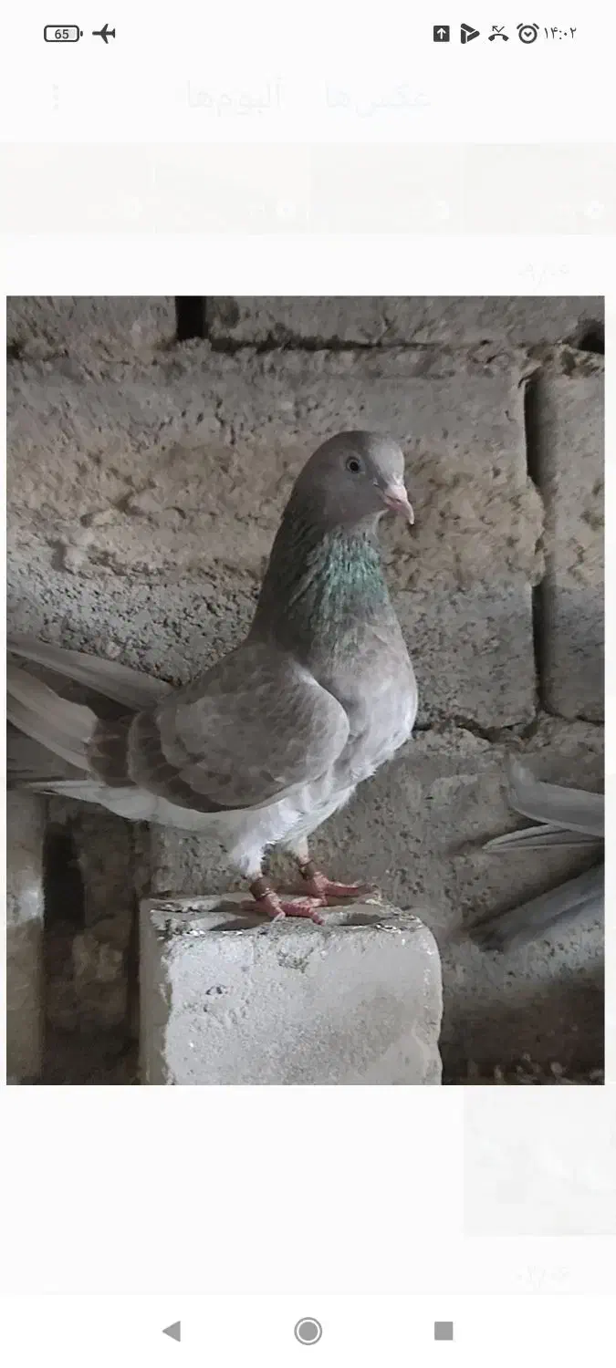 چند جفت کفتر پاکستانی به فروش میرسیم|پرنده|خاش, |دیوار