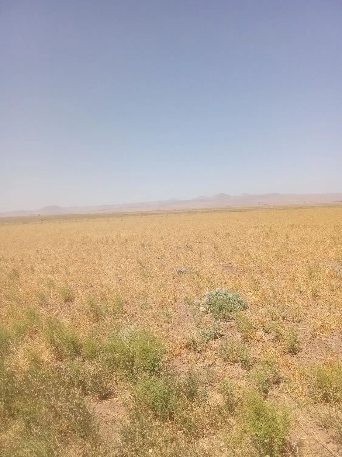 زمین فروشی دوکله|فروش دفتر صنعتی، کشاورزی، تجاری|تاکستان, |دیوار