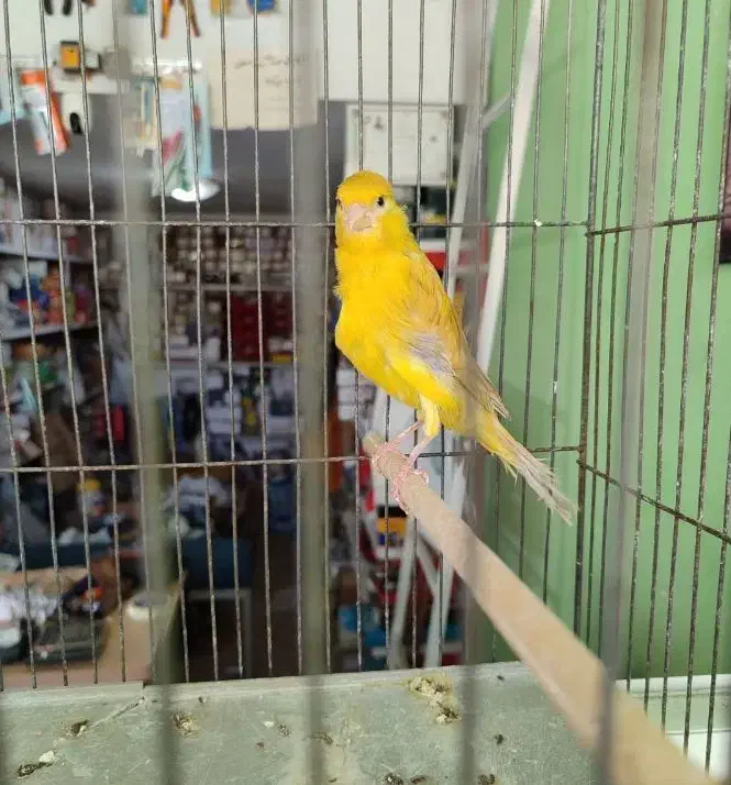 قناری زیتونی رنگ روشن آماده آماده پسه کوزه ای|پرنده|شیراز, شهرک قمشه|دیوار