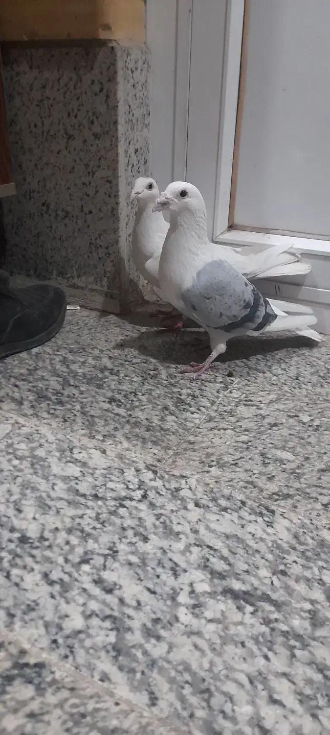 کبوترپلاکی|پرنده|فلاورجان, |دیوار