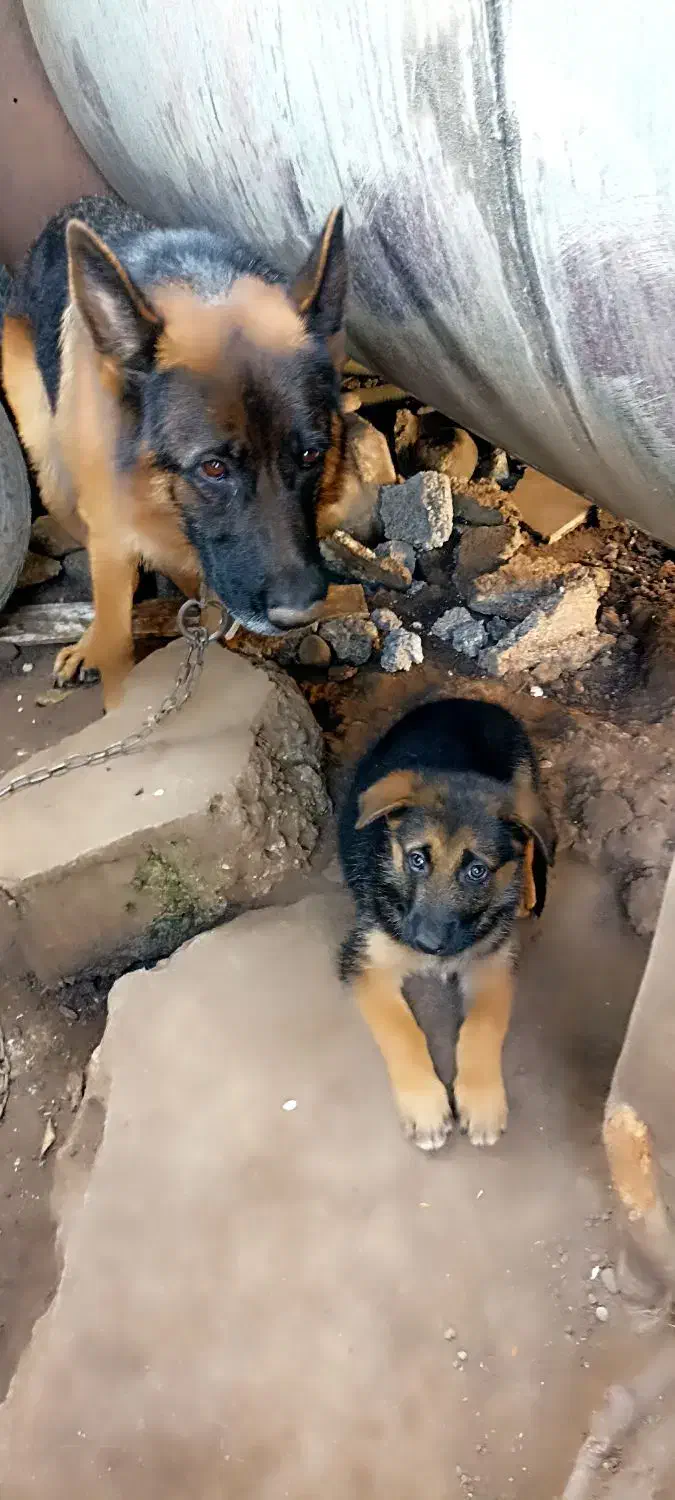 توله ژرمن دو ماهه نر|سگ|رشت, بیجارپس|دیوار