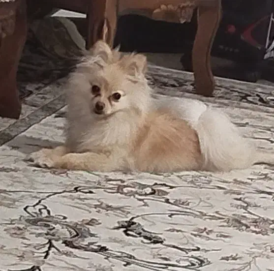 سگ پامر|سگ|شاهینشهر, خانه کارگر|دیوار