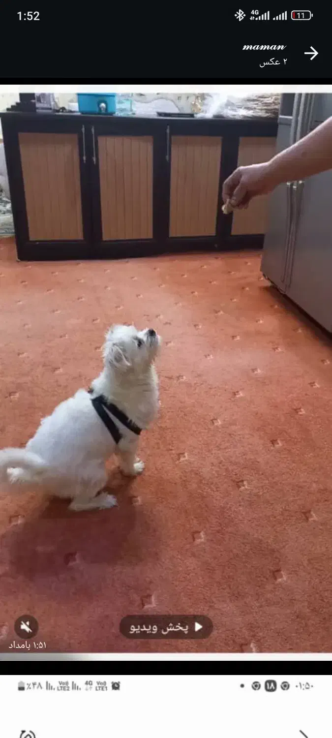 سگ گمشده|حیوانات|برازجان, |دیوار