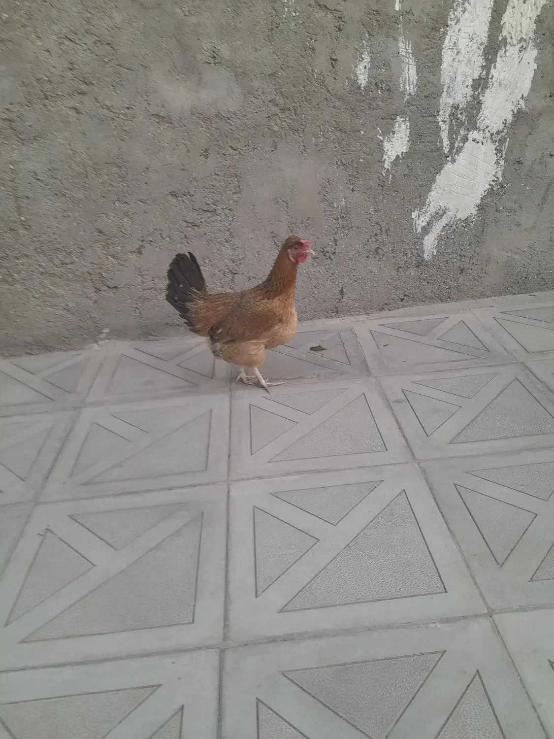 مرغ سالم وسرحال|حیوانات مزرعه|جیرفت, |دیوار