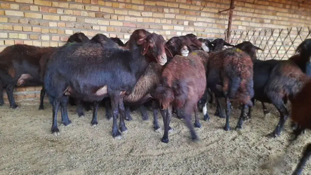 میش افشار ی|حیوانات مزرعه|رضویه, |دیوار