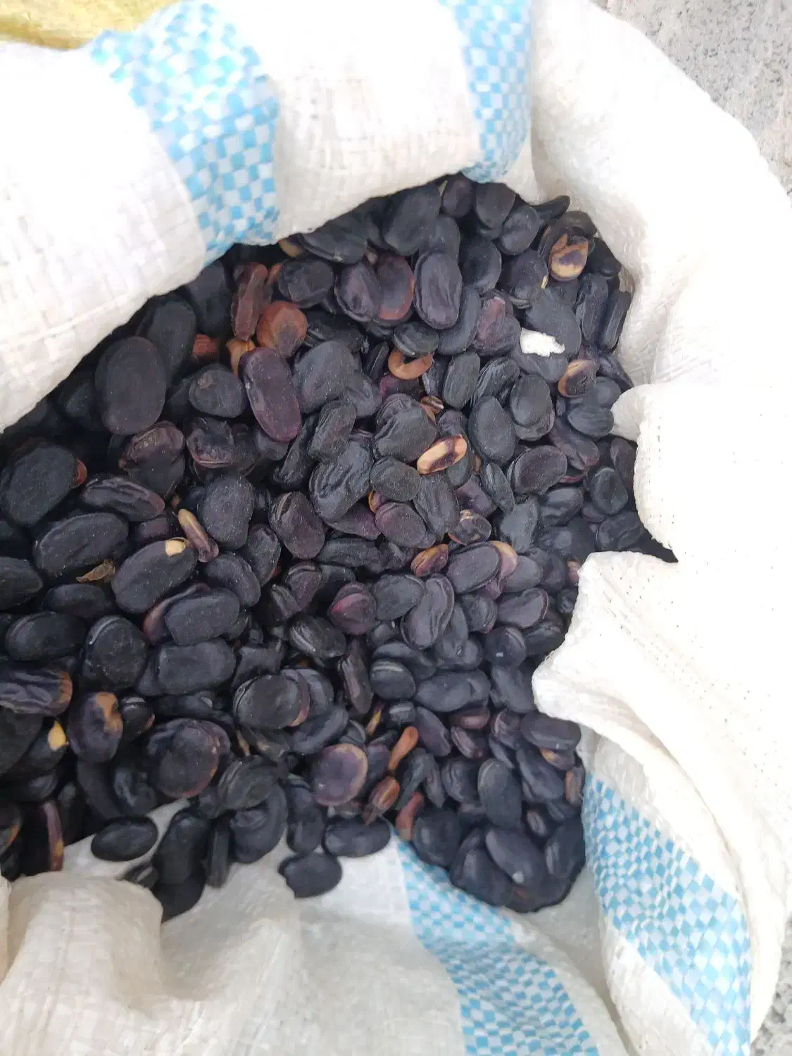 باقله بذری|خدمات باغبانی و درختکاری|کهنوج, |دیوار