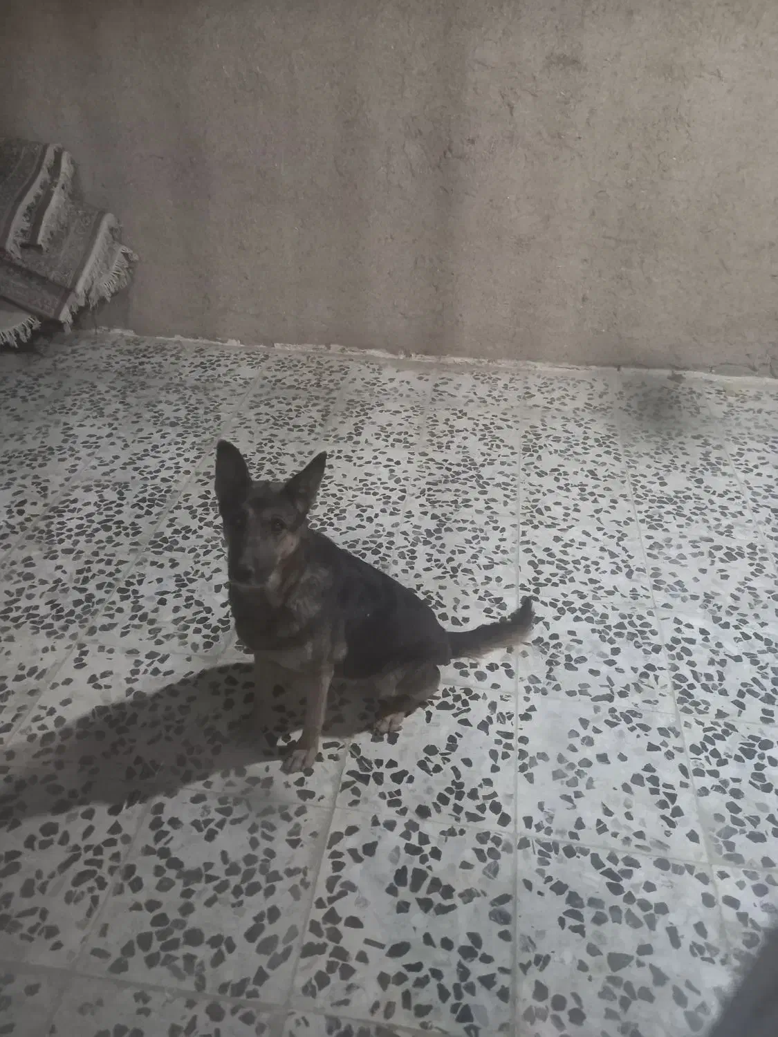 سگ نگهبان|سگ|خمینی‌شهر, |دیوار