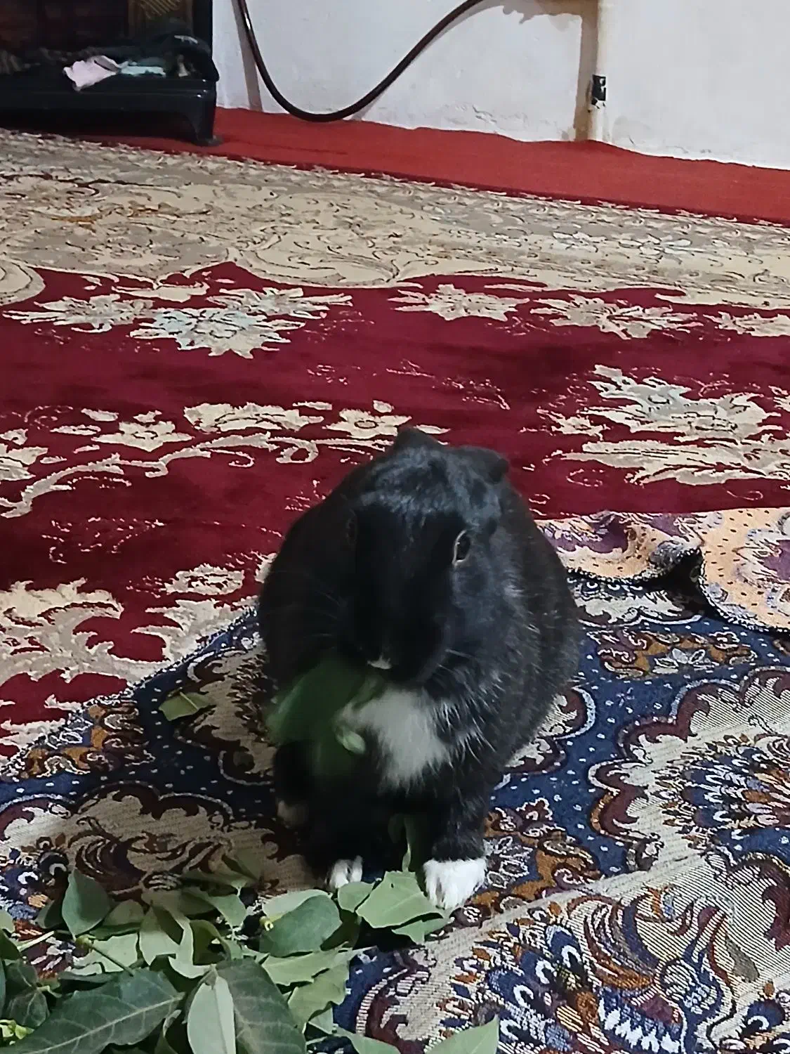 خرگوش|موش و خرگوش|پاکدشت, پاکدشت (مامازند)|دیوار