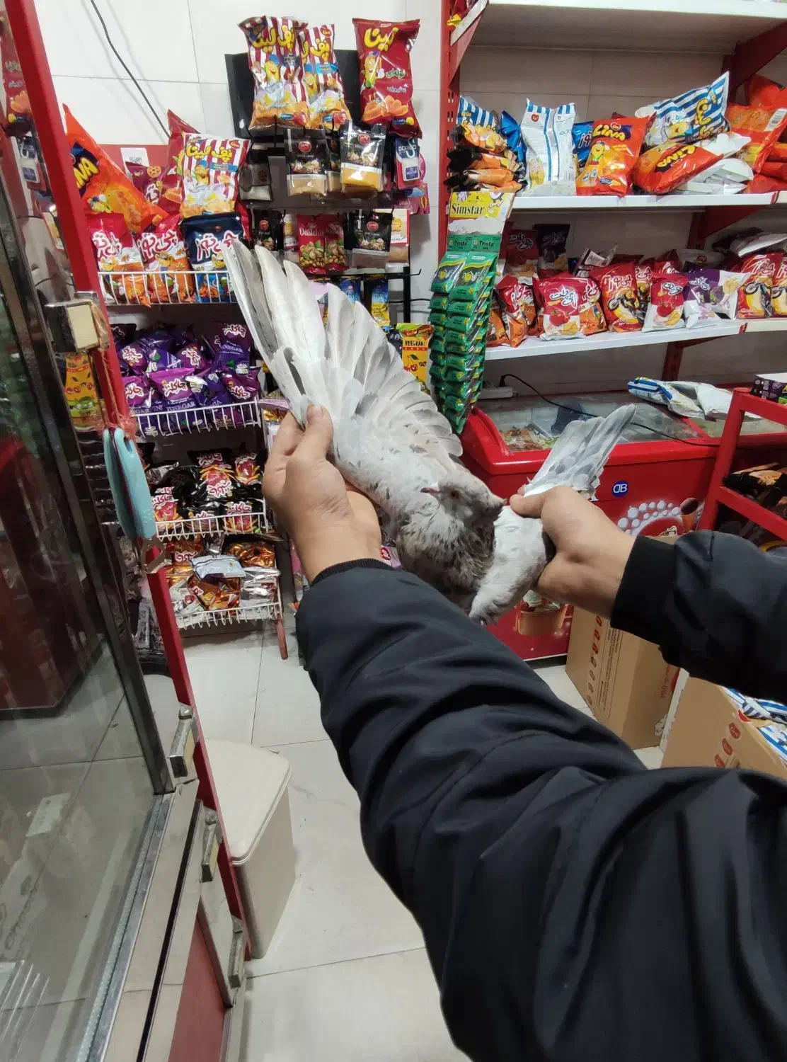 یک عدد کفتر سرور پرشی تیپی|پرنده|مینودشت, |دیوار