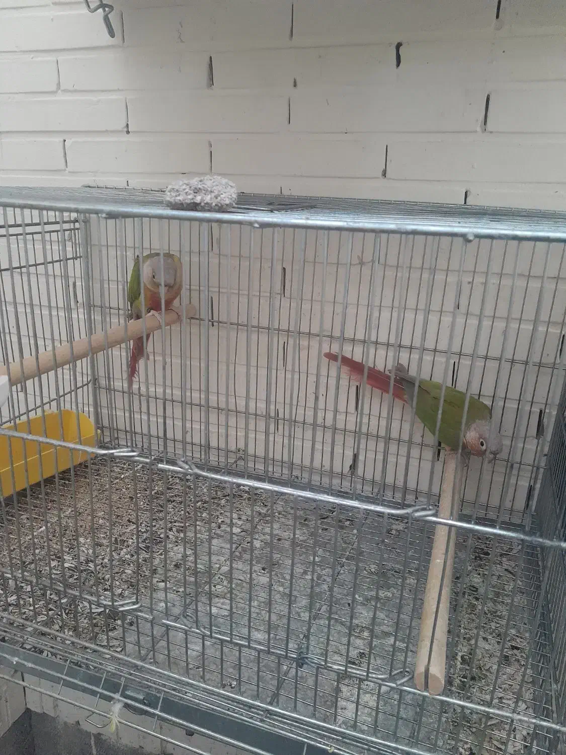 دو جفت گرینچیک سالم و بشرط|پرنده|شاهینشهر, شهرک گلدیس|دیوار