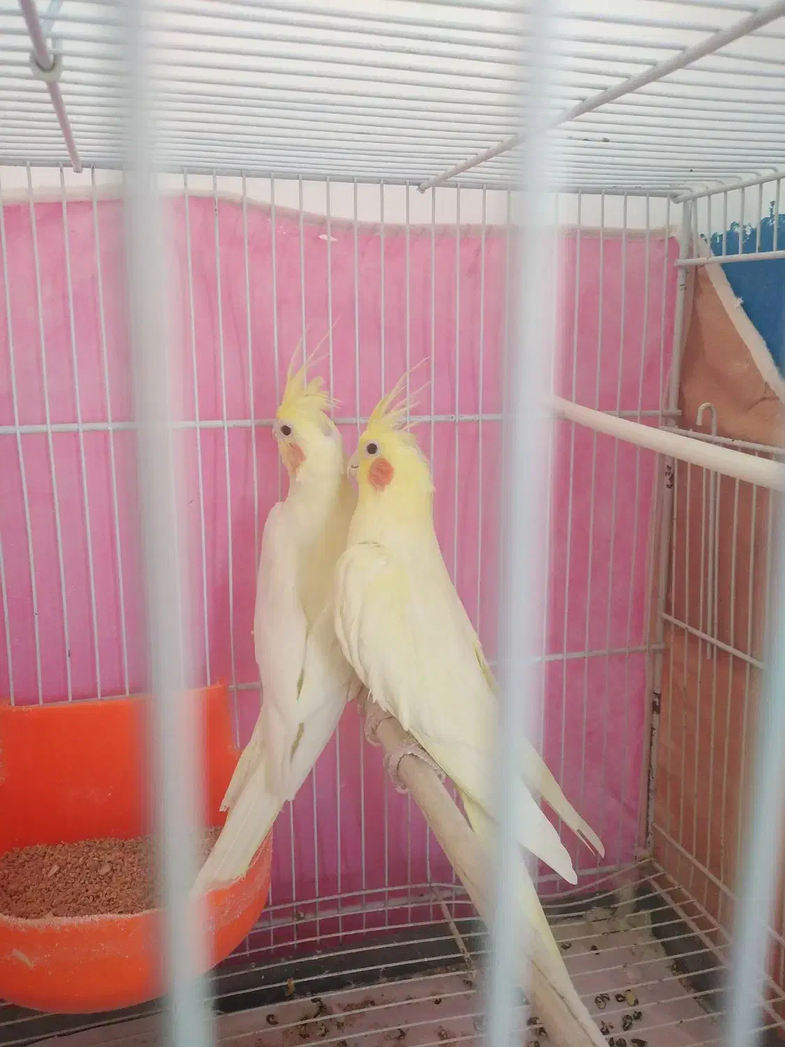 عروس معاوضه با قناری|پرنده|مشهد, شهرک ابوذر|دیوار