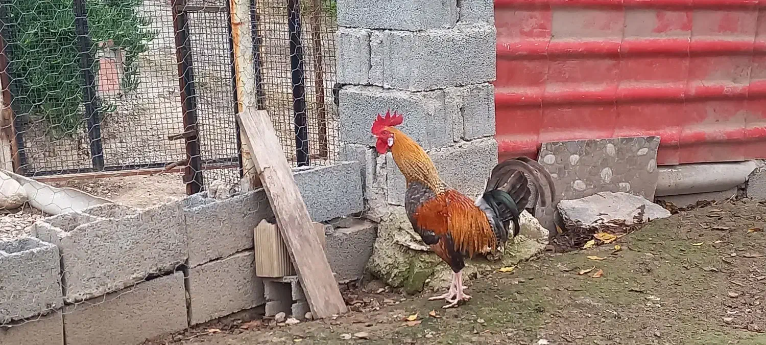 خروس محلی|حیوانات مزرعه|ساری, |دیوار