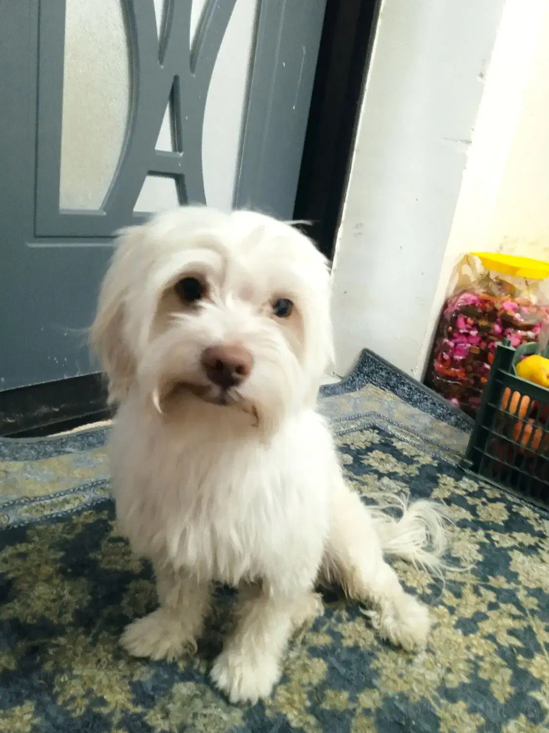 شیتزو|سگ|ارومیه, |دیوار