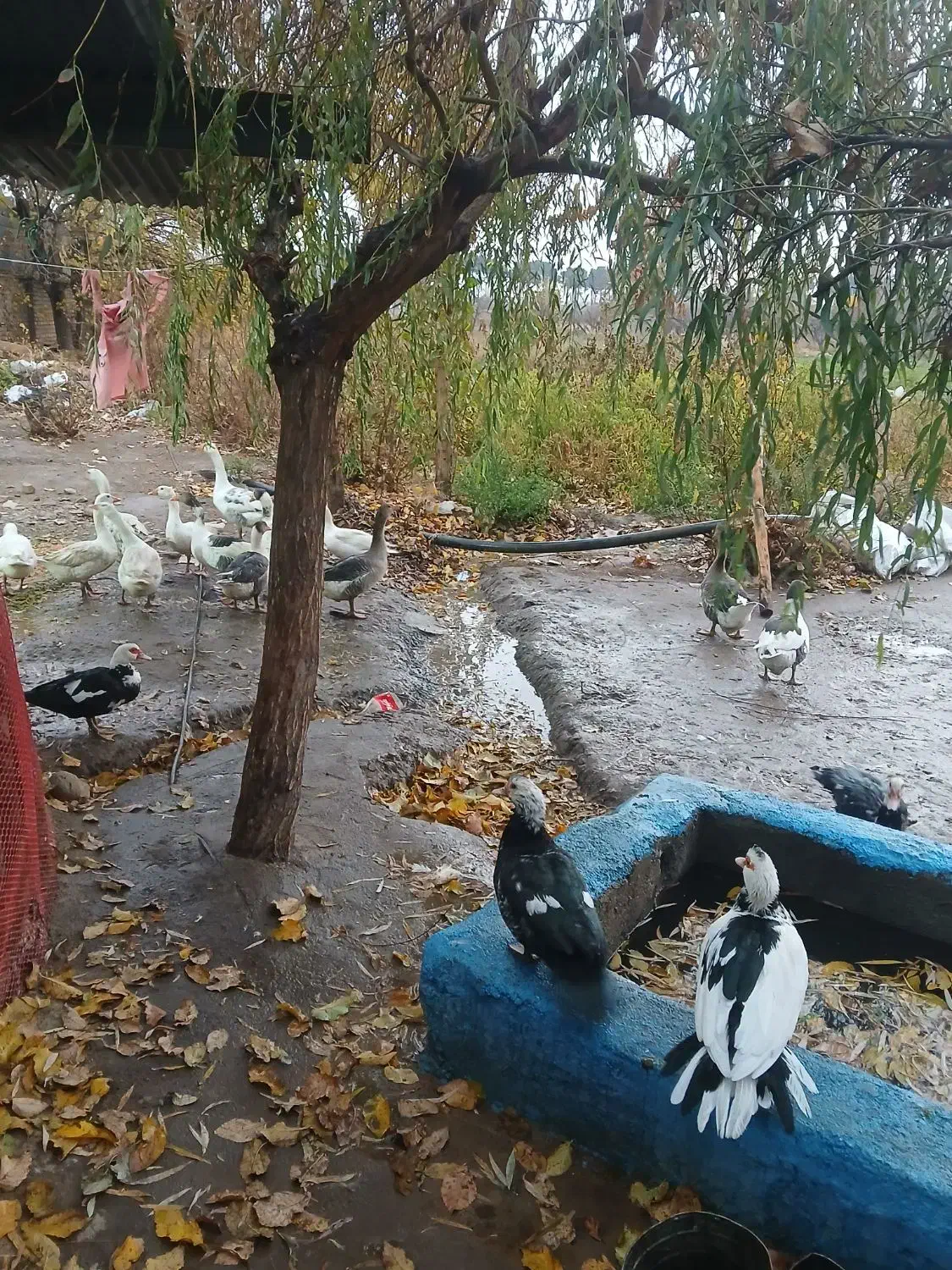 غاز نر و ماده (جوجه اردک اسرائیلی و معمولی)|حیوانات مزرعه|محمدشهر, همایون ویلا|دیوار