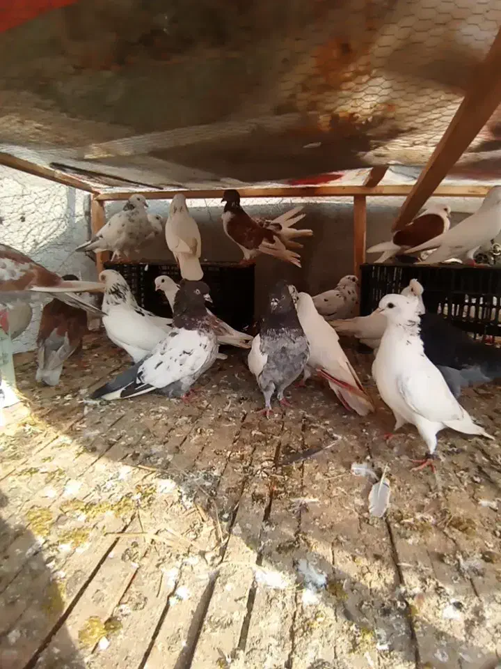 کبوتر اس.شهرستان .پرشی ساعت بالا .تضمینی|پرنده|آمل, |دیوار