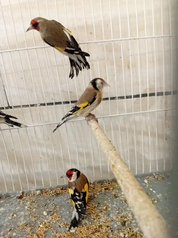 سهره سرسیاه و کرمونی|پرنده|شیراز, شهرک ولیعصر|دیوار