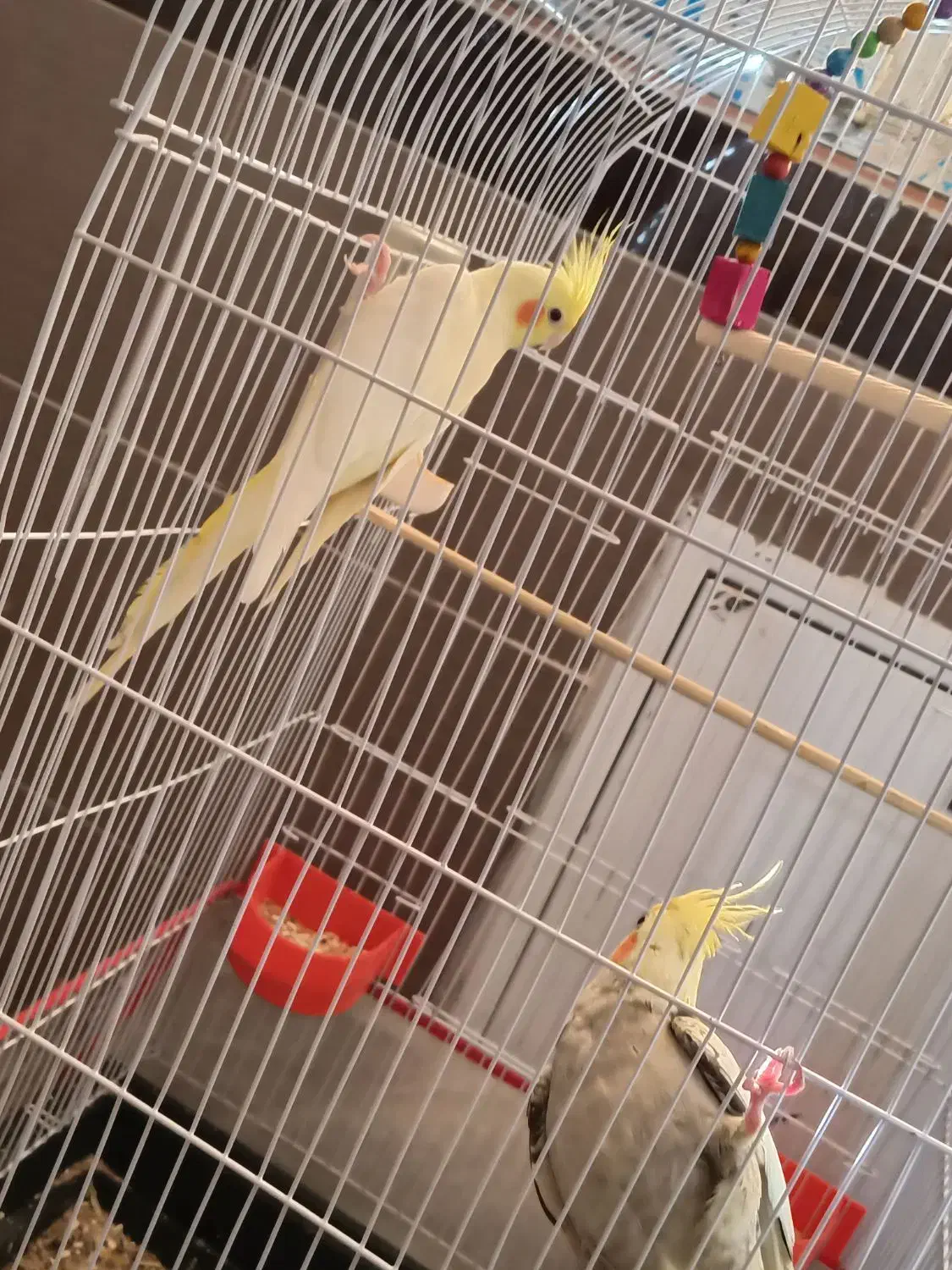 عروس هلندی نرو ماده دستی|پرنده|مشهد, شهرک مهرگان|دیوار