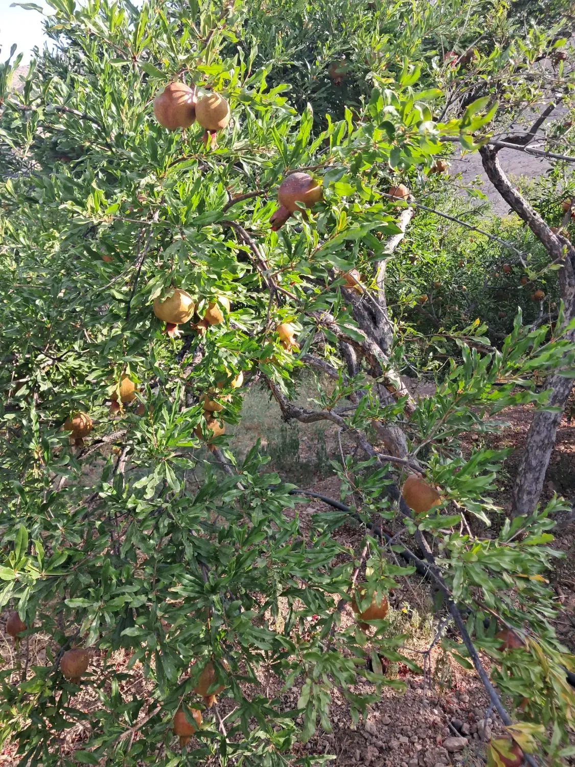 باغ شهری فاروق متراژ ۱۰۰۰متری|فروش خانه و ویلا|سیدان, |دیوار