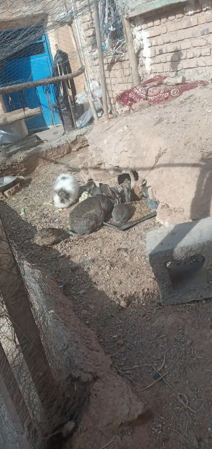 خرگوش در شهرستان شوط|موش و خرگوش|شوط, |دیوار