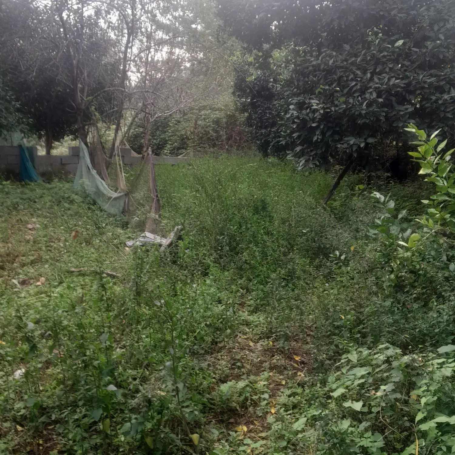 زمین۳۵۰متریمسکونیمستسنیاتدردلجنگلروستای|فروش زمین و ملک کلنگی|ماسال, |دیوار