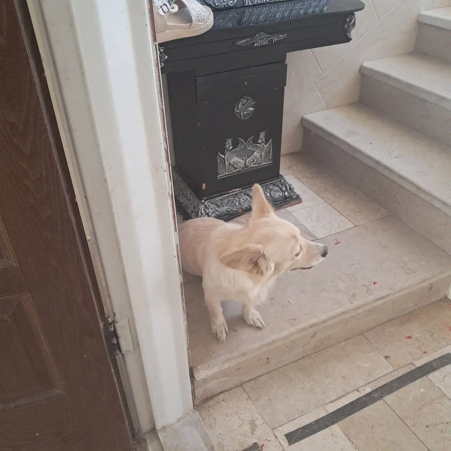 سگ پاکوتاه|سگ|یزد, |دیوار