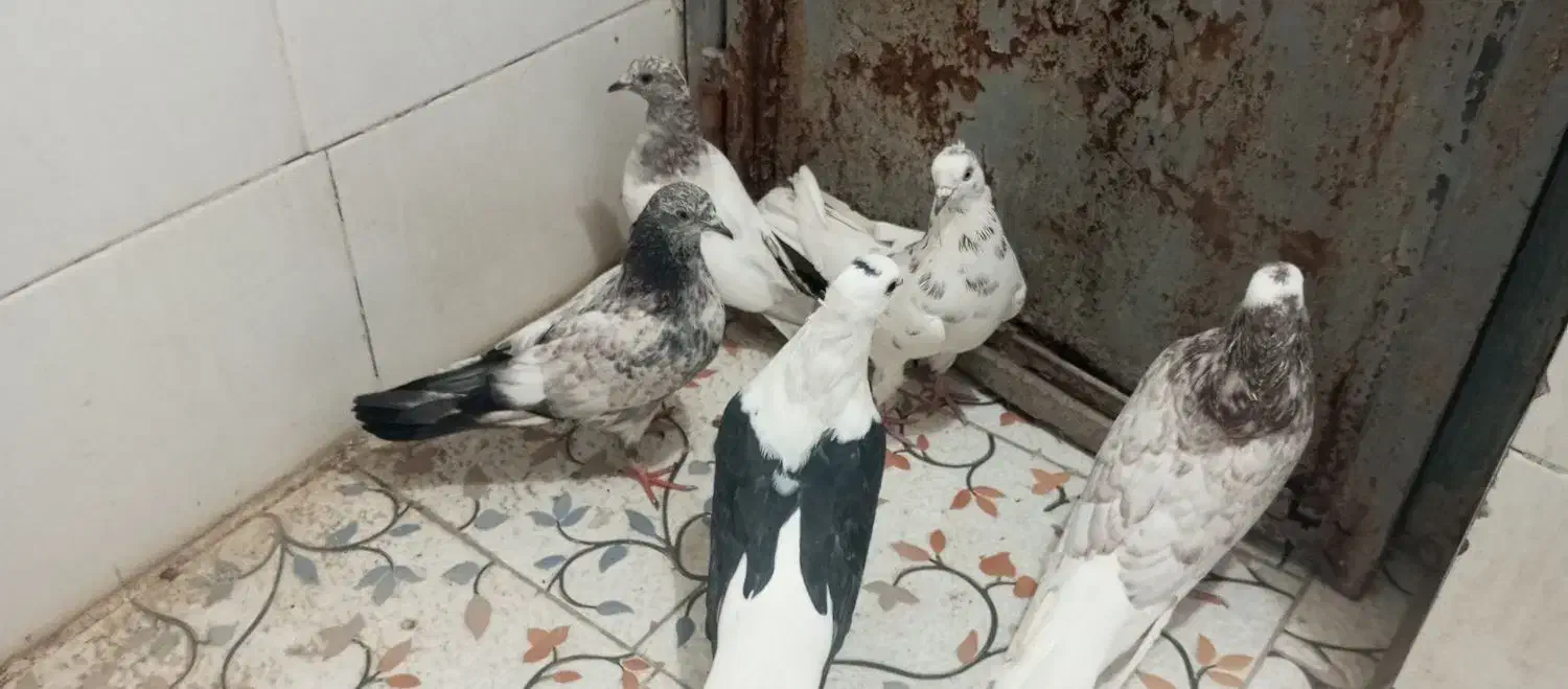 پرشی|پرنده|جیرفت, |دیوار