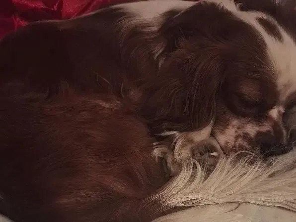 سگ کاوالیر|سگ|تهران, منیریه|دیوار