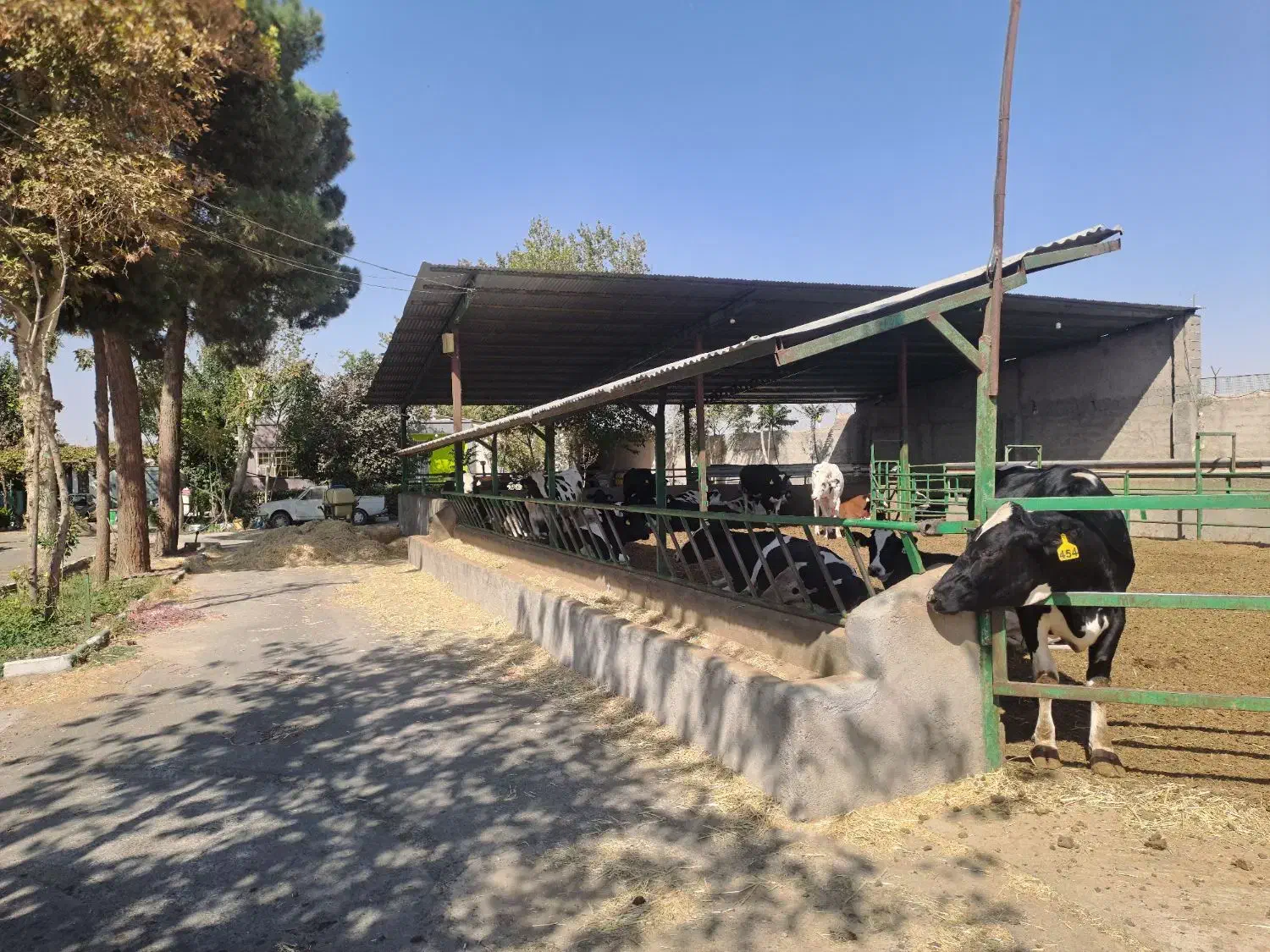 کارگر شیردوش مسلط و یک کارگر وسط کار|استخدام صنعتی، فنی، مهندسی|جوادآباد, |دیوار
