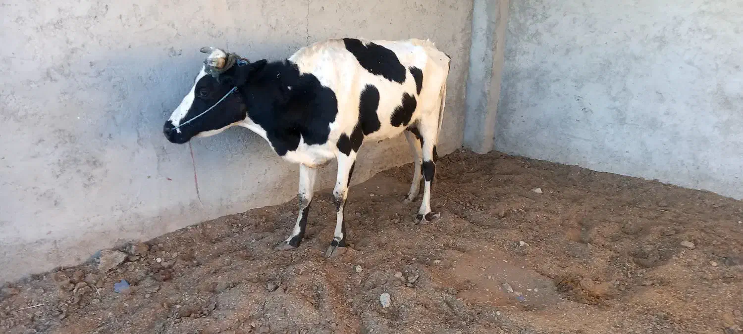 فروش گاو هلشتاین همراه گوساله|حیوانات مزرعه|سراوان, |دیوار