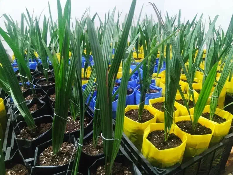 نخل کشت بافت شرکتی با ضمانت|خدمات باغبانی و درختکاری|مسجد سلیمان, |دیوار