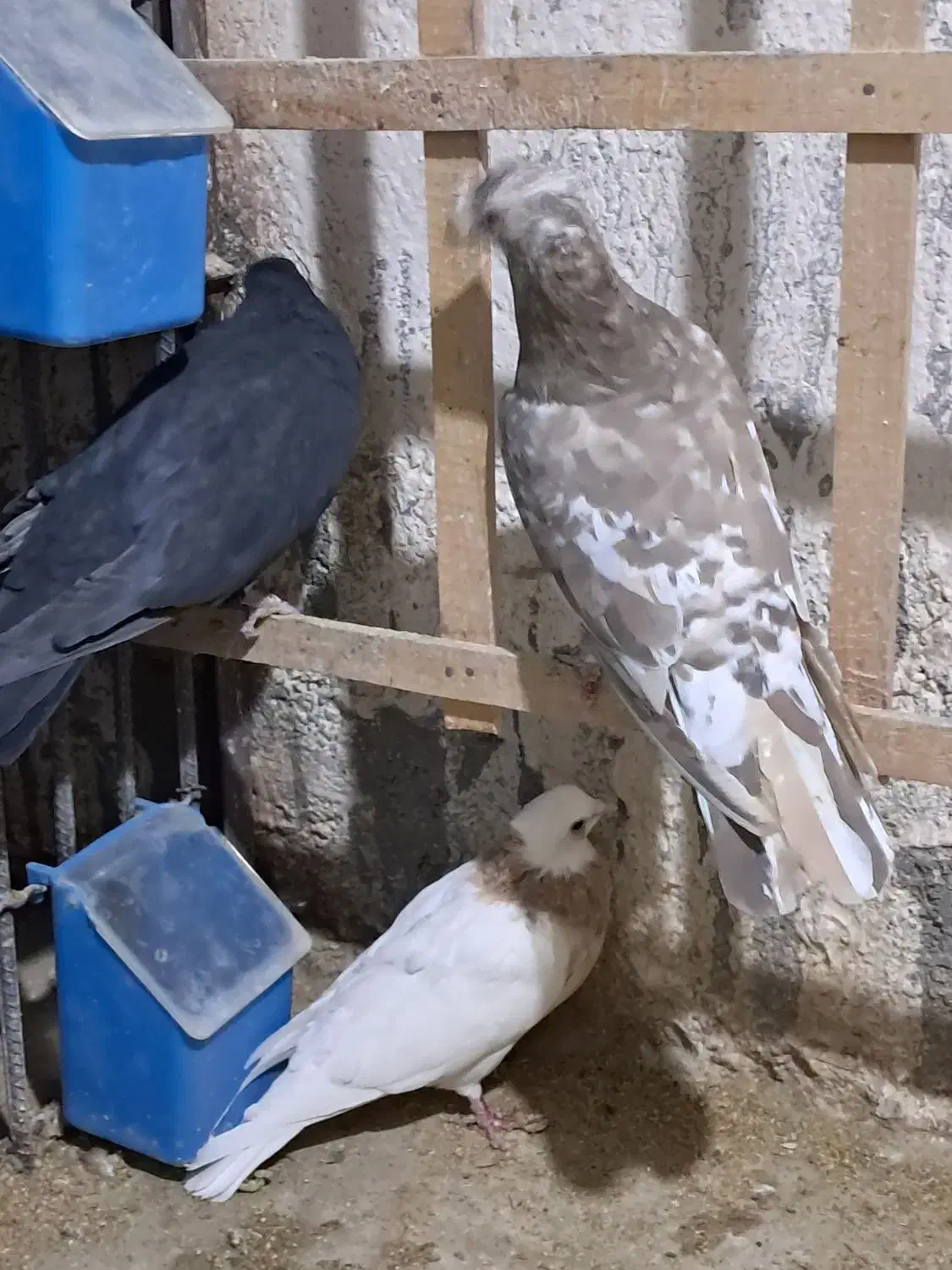 سلام چنتا حیون فروشی|پرنده|تربتحیدریه, حاجی یار|دیوار